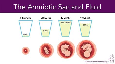 Amniotic Fluid Levels 